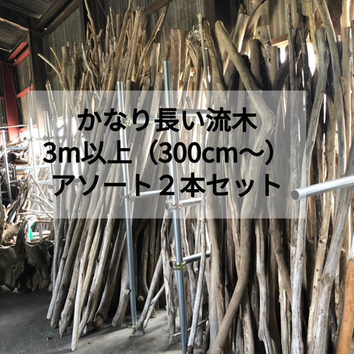 愛知県産　大型流木 入手困難○送料無料○【長い流木】【300cm以上（3m〜）】大型流木