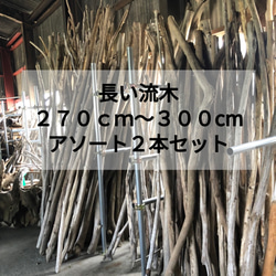 送料無料】南信州まがり屋流木｜超特大【270〜300cm】枝幹天然流木 2本