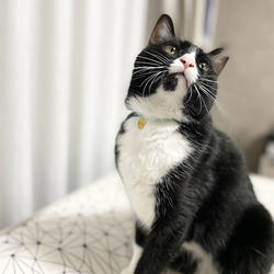 セーフティ首輪★わずか約3gの超軽量で安全な負担の少ない迷子札付チョーカー★猫犬 3枚目の画像