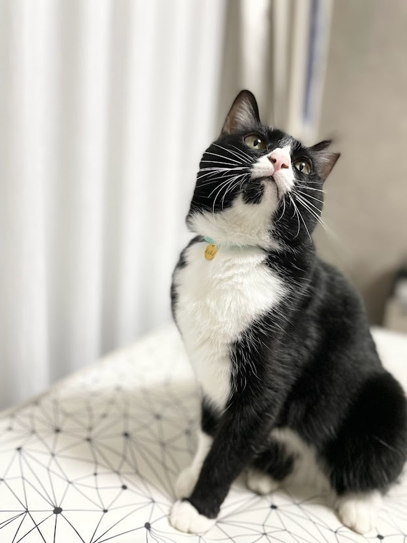 セーフティ首輪★わずか約3gの超軽量で安全な負担の少ない迷子札付チョーカー★猫犬 3枚目の画像