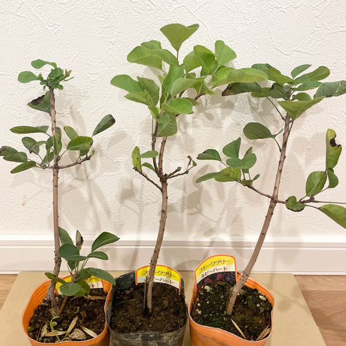 ローラダボー(フランス)挿木2年生苗 ローラダボー』入荷です