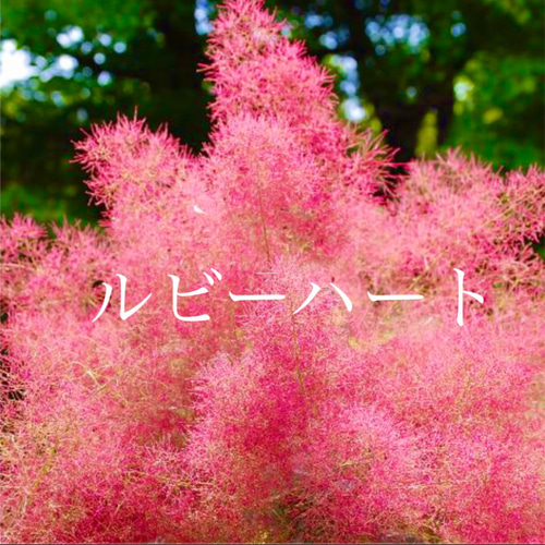 スモークツリー 苗 新色♡ルビーハート 苗木 ドライフラワー 森 スモークツリー 苗 新色♡ルビーハート 苗木 ドライフラワー 森