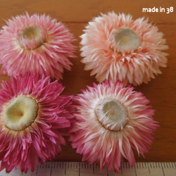 ドライフラワー　貝細工　お花が開いたもの　４個　材料　花材　雑貨 3枚目の画像