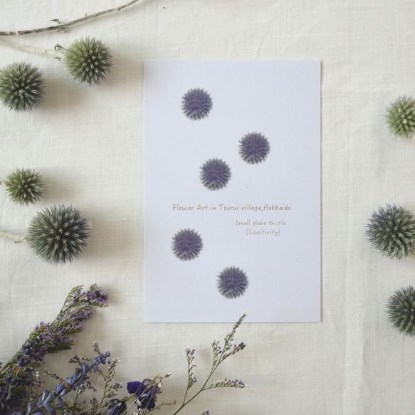 フラワードロップス～お花のポストカードとステッカーシール計5枚セット 5枚目の画像