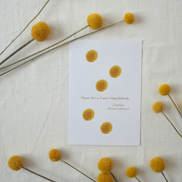 フラワードロップス～お花のポストカードとステッカーシール計5枚セット 6枚目の画像