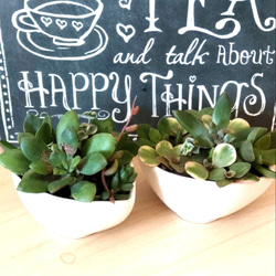 多肉植物 ぷくぷくセット♡恋心♡ビアポップ♡ 多肉植物 ぷくぷくセット♡恋心♡ビアポップ♡