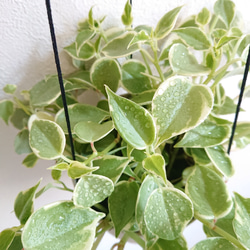 ●数量限定●”ペペロミア　セルペンス/大きめ　斑入り　ハンギング鉢カバーセット"　観葉植物　多肉植物　壁掛け 5枚目の画像