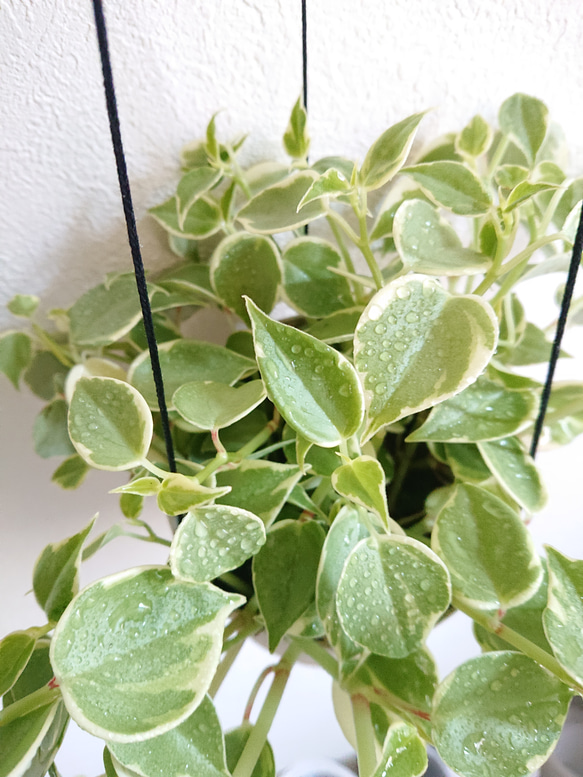 ●数量限定●”ペペロミア　セルペンス/大きめ　斑入り　ハンギング鉢カバーセット"　観葉植物　多肉植物　壁掛け 5枚目の画像