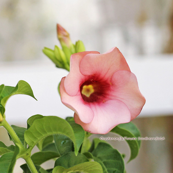 再入荷花苗 アラマンダ ヴィオラセラ パープル ピンク 3号ロング 夏の花 丈夫 つる性 庭 寄せ植え 玄関 1枚目の画像