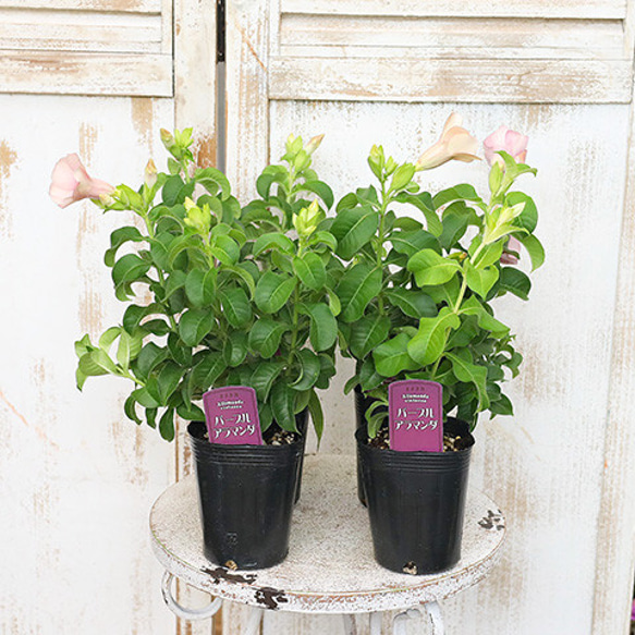 再入荷花苗 アラマンダ ヴィオラセラ パープル ピンク 3号ロング 夏の花 丈夫 つる性 庭 寄せ植え 玄関 2枚目の画像