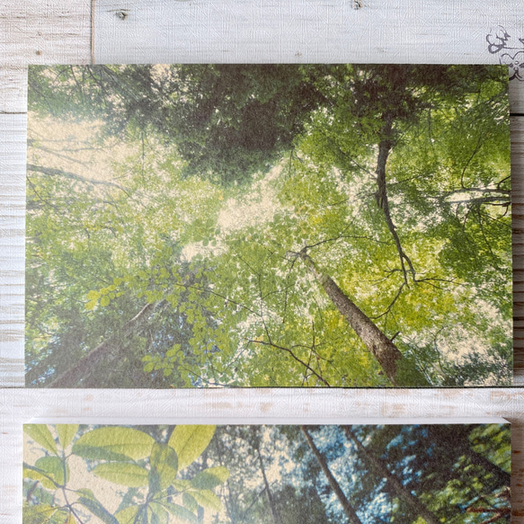 【再販】New☆壁であそぼう アートパネル・写真・木・葉っぱ・森・緑 2枚目の画像