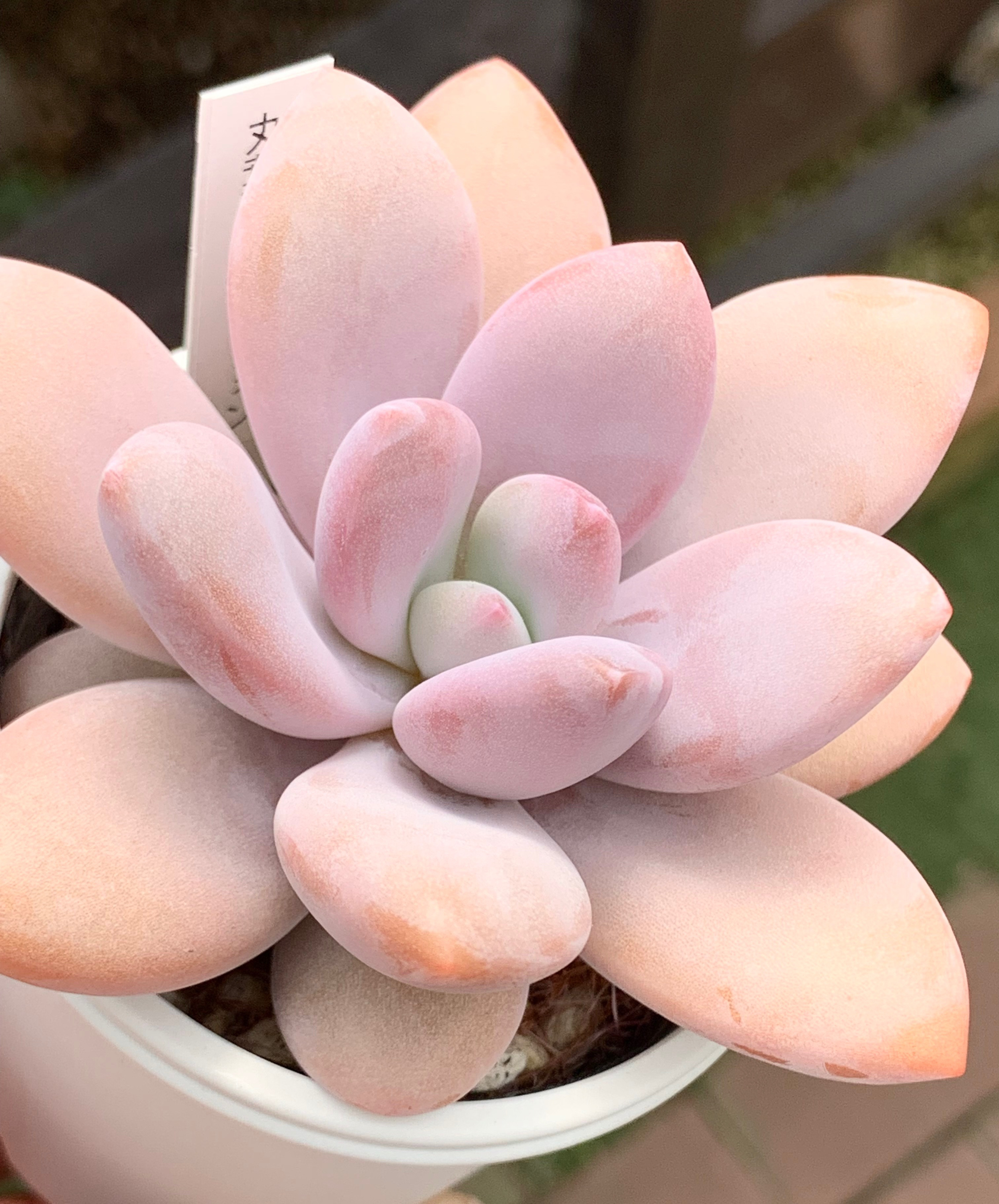 ☆多肉植物そのまま飾れる☆レトロスクーターピンク ☆多肉植物そのまま飾れる☆レトロスクーターピンク - メルカリ