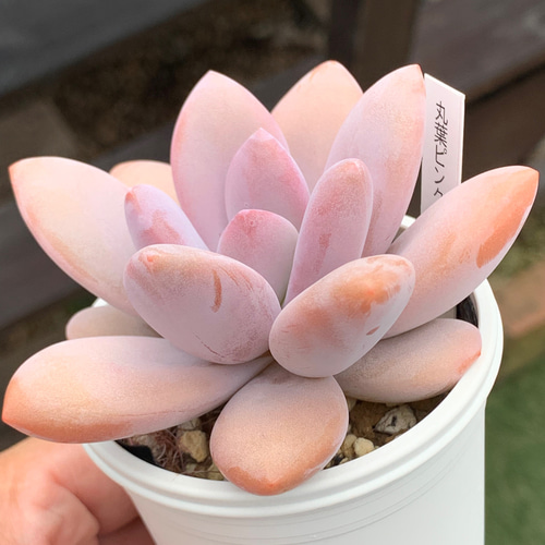 多肉植物^o^ 葉挿し赤ちゃん　ピンクシフォン ピンクシフォン葉挿しの子見守ります(^O^)｜🍀GreenSnap