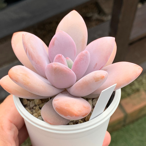 超希少レア品種！☆国産丸葉ピンクシフォン 多肉植物 自家栽培