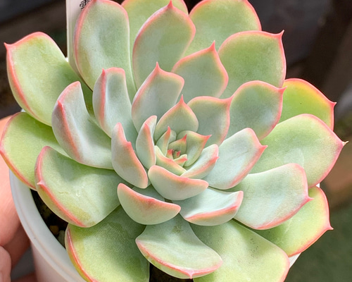 人気品種！☆白雪姫 多肉植物 自家栽培 国産 多肉植物 美✴︎taniku