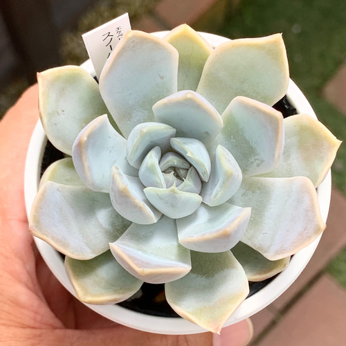 ☆スノーバニー 多肉植物 自家栽培 国産 多肉植物 美✴︎taniku 通販