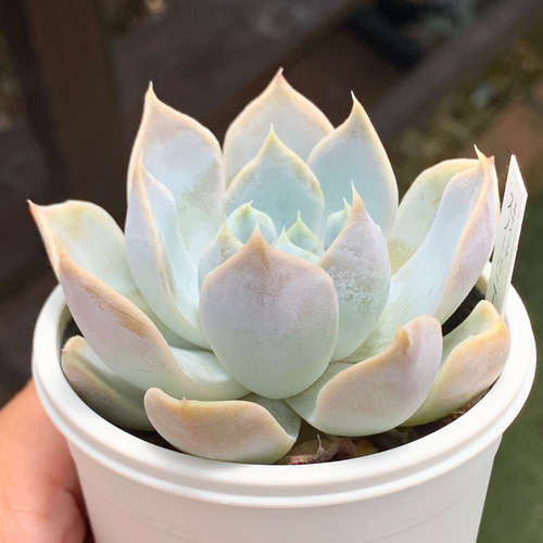 多肉 スノーバニー ☆スノーバニー 多肉植物 自家栽培 国産 多肉植物 美✴︎taniku（新春