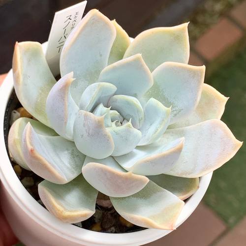 ☆スノーバニー 多肉植物 自家栽培 国産 多肉植物 美✴︎taniku 通販