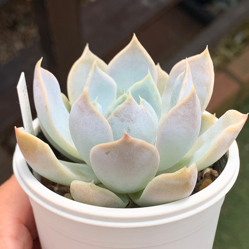 ☆スノーバニー 多肉植物 自家栽培 国産 多肉植物 美✴︎taniku 通販