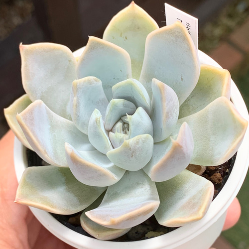 ☆スノーバニー 多肉植物 自家栽培 国産 多肉植物 美✴︎taniku 通販