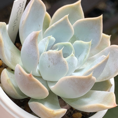 ☆スノーバニー 多肉植物 自家栽培 国産 多肉植物 美✴︎taniku（新春