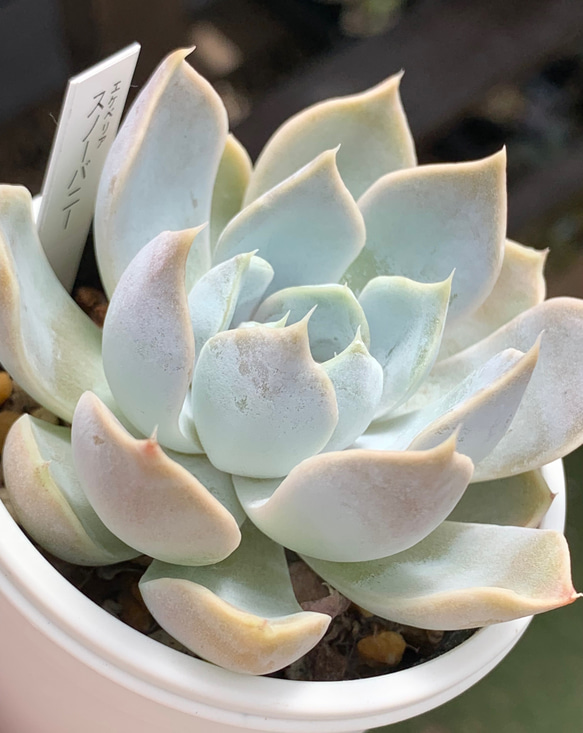 ☆スノーバニー 多肉植物 自家栽培 国産 多肉植物 美✴︎taniku 通販