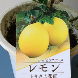 棘なし大実レモン「ビラフランカ」実付 6枚目の画像