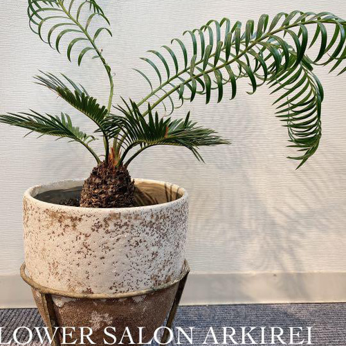 三本足ポット 鉢入り ソテツ 蘇鉄 観葉植物 1点物 南国 ハーバリウム 