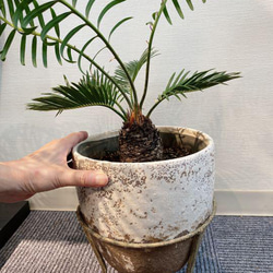 三本足ポット　鉢入り　ソテツ　蘇鉄　観葉植物　１点物　南国 10枚目の画像