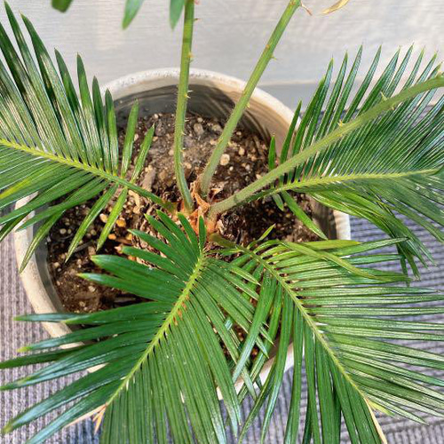 楽天市場】【現品発送】 ソテツ 苗 【蘇鉄 （そてつ）】 鉢植え