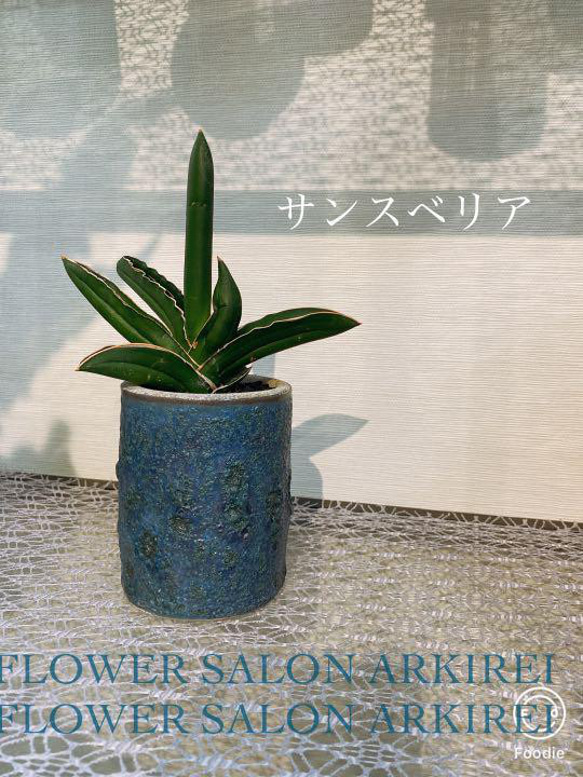 サンスベリア　ピングイキュラ　観葉植物　１点物　青い鉢入り　 1枚目の画像