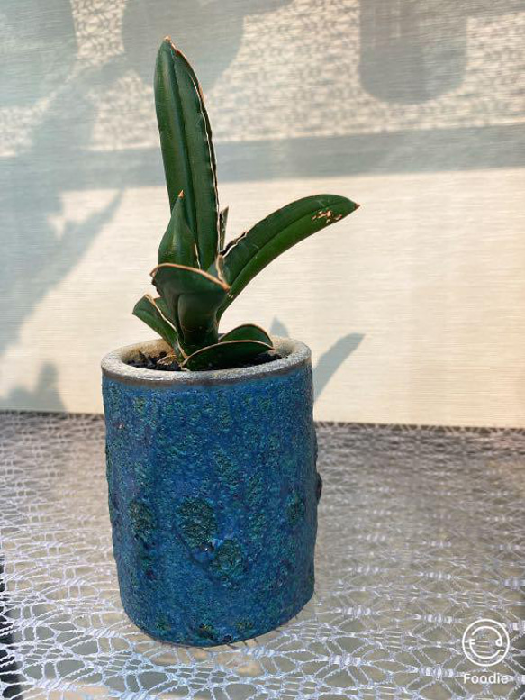 サンスベリア　ピングイキュラ　観葉植物　１点物　青い鉢入り　 5枚目の画像