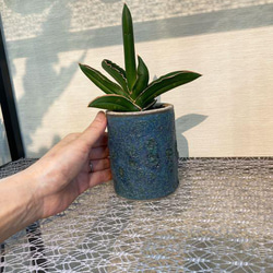 サンスベリア　ピングイキュラ　観葉植物　１点物　青い鉢入り　 8枚目の画像