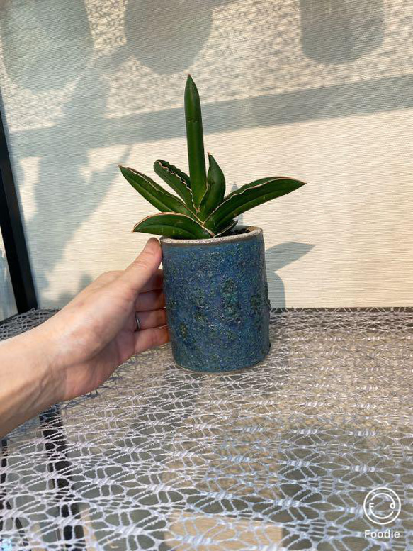 サンスベリア　ピングイキュラ　観葉植物　１点物　青い鉢入り　 8枚目の画像