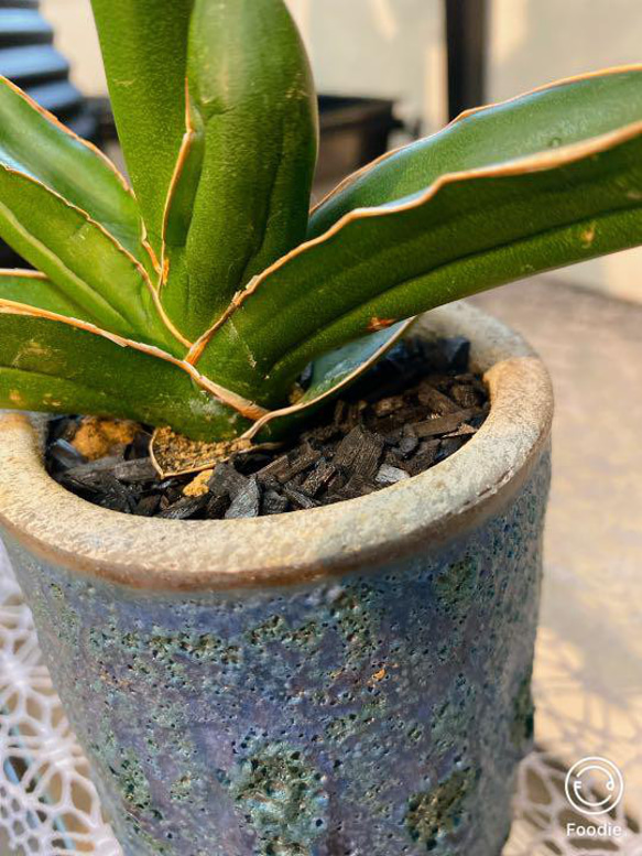 サンスベリア　ピングイキュラ　観葉植物　１点物　青い鉢入り　 3枚目の画像