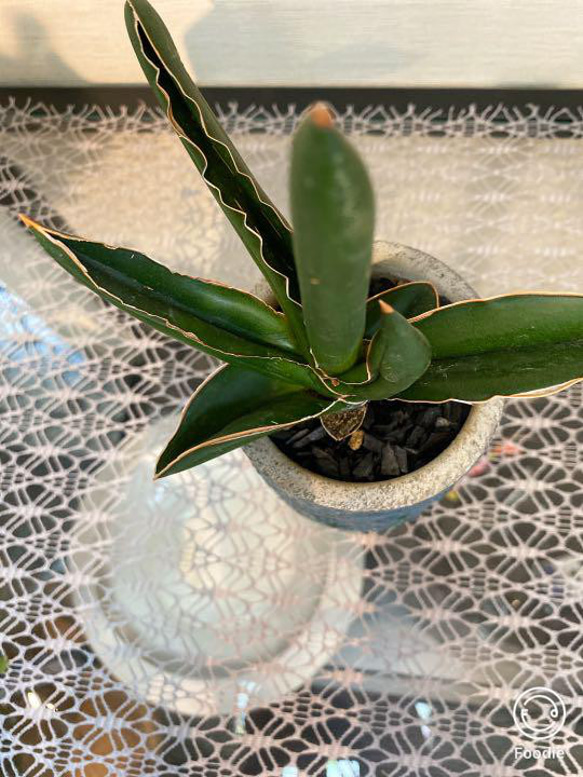 サンスベリア　ピングイキュラ　観葉植物　１点物　青い鉢入り　 4枚目の画像