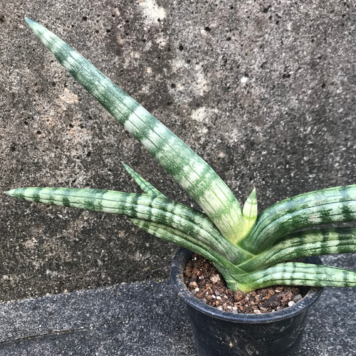 送料込】プクプク♡可愛い♡観葉植物♡サンスベリア♡ボンセレンシス