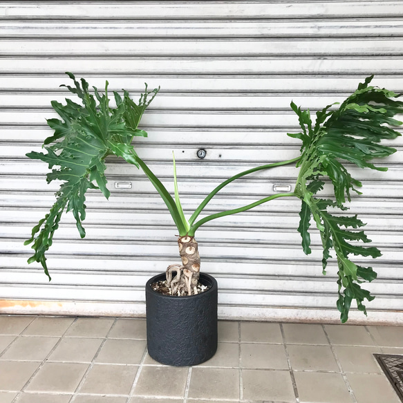 ☆フィロデン セロウム バリエガータ☆3号鉢☆希少☆ フィロデンドロン