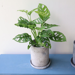 希少ホヤ＊インクラサッタ＊アルボマギナータ＊斑入り＊観葉植物