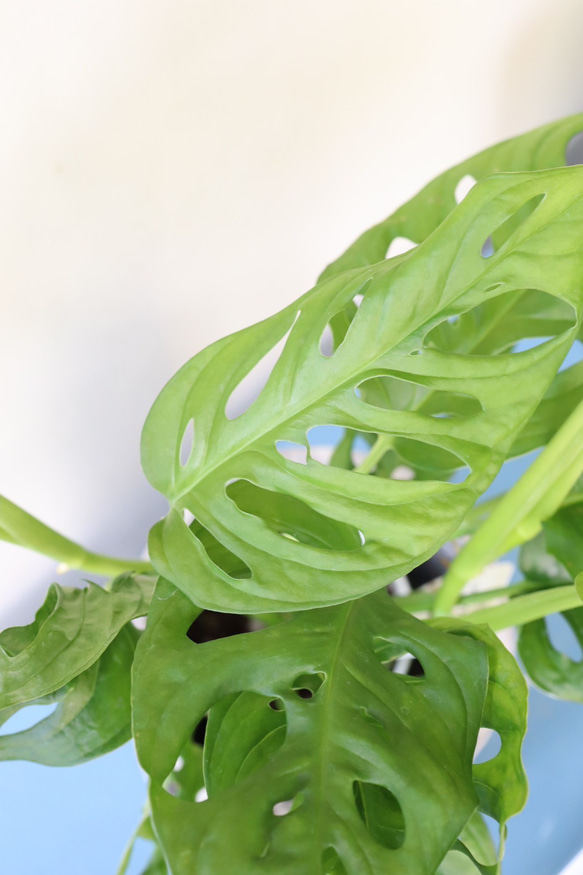 マドカズラ　落ち着いた陶器鉢＊観葉植物 6枚目の画像