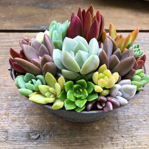 ブリキ鉢の多肉寄せ植え♡多肉植物♡可愛い♡もりもり アート