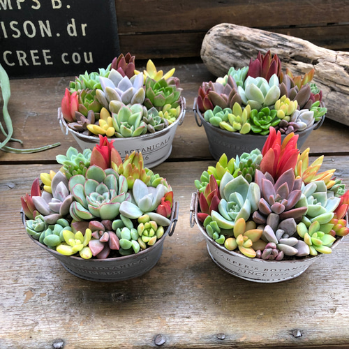★速達付き★♡そのまま飾れる♡リメイク鉢♬可愛い多肉植物寄せ植え♡ ピック付き♡ 可愛い多肉植物が入荷しました 単品買いに 寄せ植えに 楽しみ