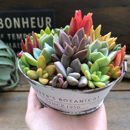 ブリキ鉢の多肉寄せ植え♡多肉植物♡可愛い♡もりもり アート