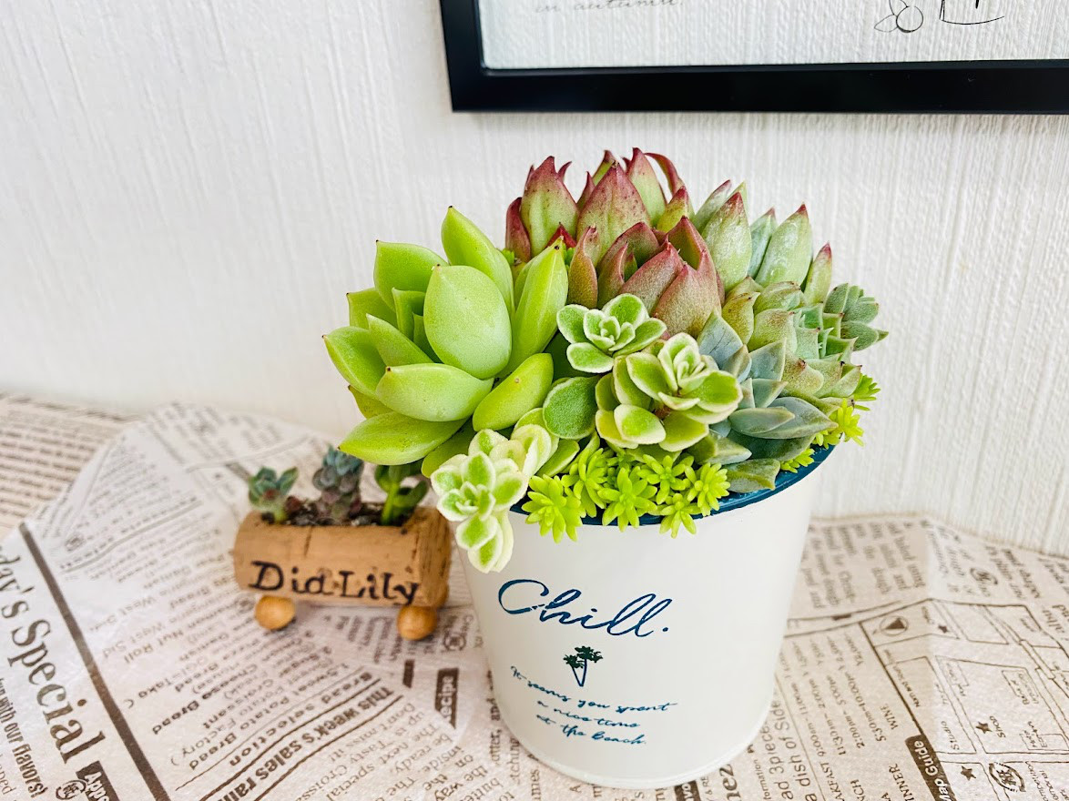 そのまま飾れる】多肉植物 寄せ植え ..＊ 42 ＊.. 多肉植物 Dia Lily