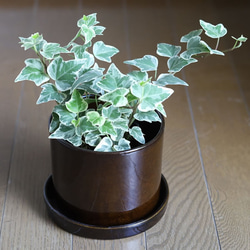 濃い茶色の陶器の植木鉢 (つやあり) (ずんどうタイプ) 8枚目の画像