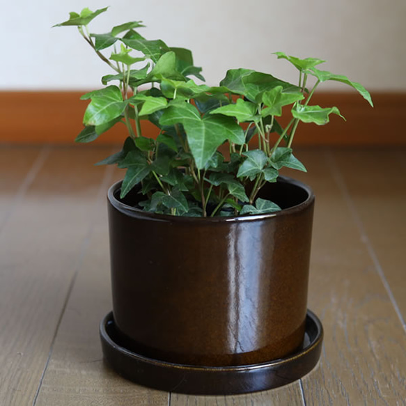 濃い茶色の陶器の植木鉢 (つやあり) (ずんどうタイプ) 9枚目の画像
