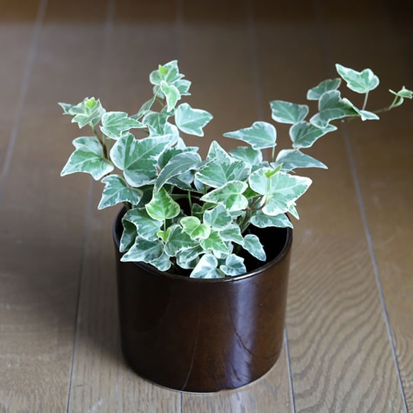濃い茶色の陶器の植木鉢 (つやあり) (ずんどうタイプ) 10枚目の画像