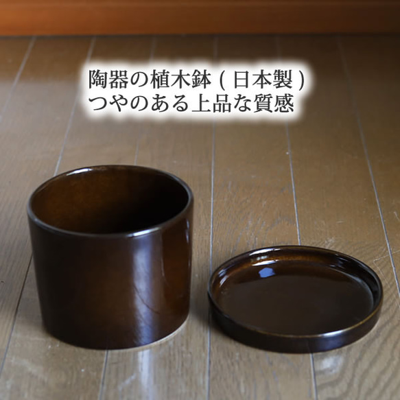 濃い茶色の陶器の植木鉢 (つやあり) (ずんどうタイプ) 7枚目の画像