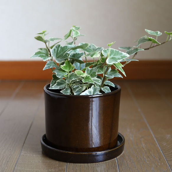 濃い茶色の陶器の植木鉢 (つやあり) (ずんどうタイプ) 3枚目の画像