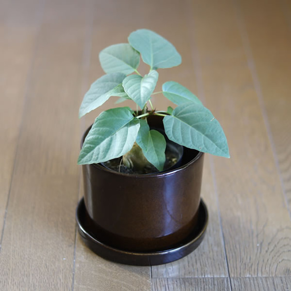 濃い茶色の陶器の植木鉢 (つやあり) (ずんどうタイプ) 4枚目の画像
